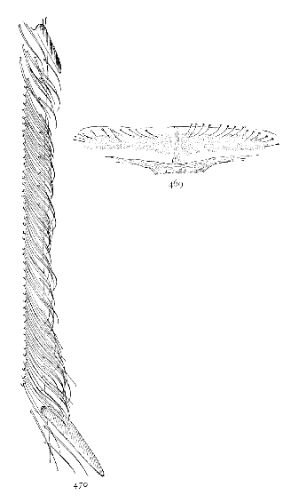 Figs. 469, 470.—469, cribellum. 470, calamistrum
of Amaurobius sylvestris.