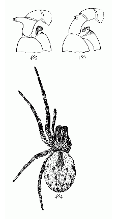 Figs. 484, 485, 486. Dictyna
volucripes.—484,
female enlarged eight
times. 485, tibia of male
palpus of Dictyna volucripes.
486, tibia of
male palpus of Dictyna
muraria.