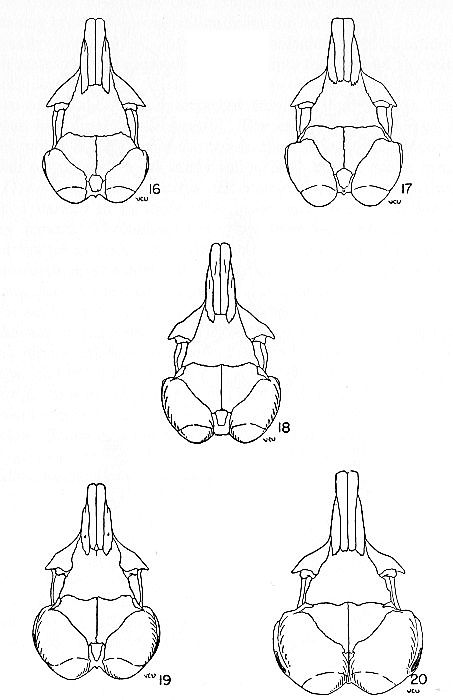 Phylogeny of the Dipodomyines.