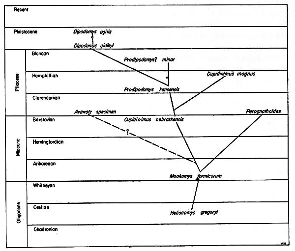 Phylogeny of the Dipodomyines.