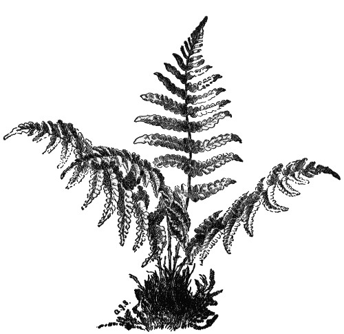 Evergreen Wood Fern