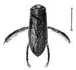 Fig. 70. Water-boatman.