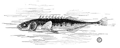 Fig. 84. A Stickleback.