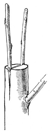 Fig. 266. Cleft-graft. One-half natural size.