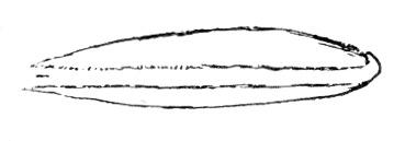 Fig. 191. Germination just beginning.