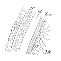 Section of an ovum