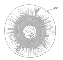 Ovum of Toxopneustes variegatus