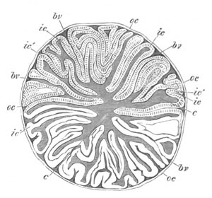 Transverse section, egg of Sepia