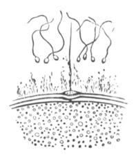 Ovum after entrance of sperm