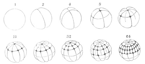 Segmentation of Common Frog