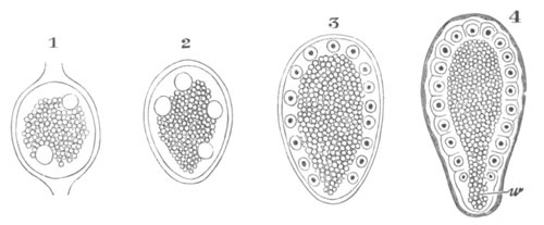 Segmentation of Aphis Rosae