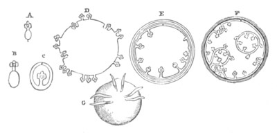 Development of the Cestoda