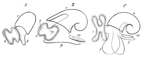 Larvæ of Cephalophorous Mollusca