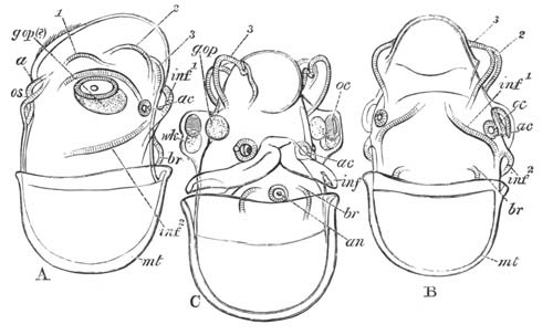 Three Embryos of a Cephalopod