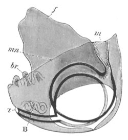 Advanced larva of Pisidium