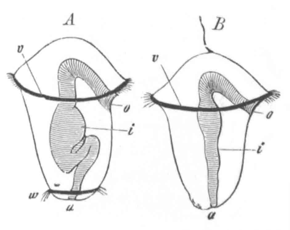 Two Chætopod larvæ