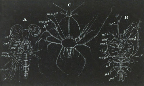 Larvæ of the Loricata