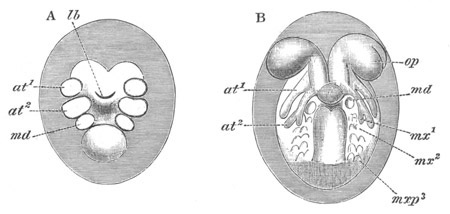 Two stages in the development of Palæmon