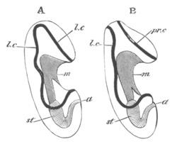 Larva of Holothuroid and of Asteroid