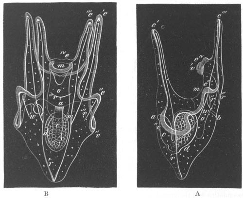 Side and dorsal view of a larva of Strongylocentrus