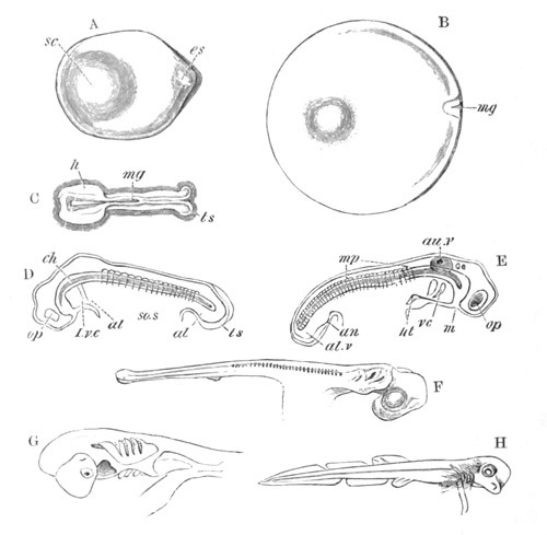 Illustration: Figure 28