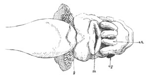 Illustration: Figure 55