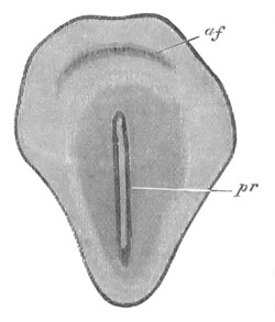 Illustration: Figure 96