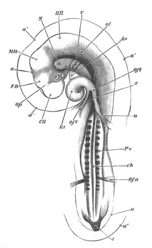 Illustration: Figure 111