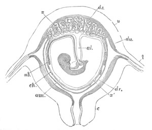 Illustration: Figure 151