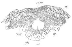 Illustration: Figure 192