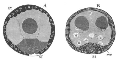 Illustration: Figure 206