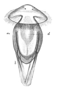 Illustration: Figure 220