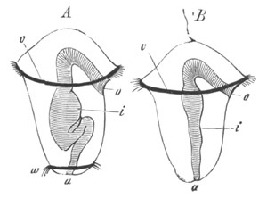 Illustration: Figure 225