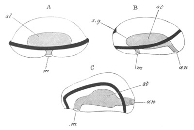 Illustration: Figure 231