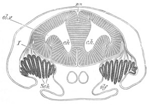 Illustration: Figure 263