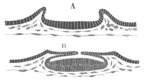 Illustration: Figure 278