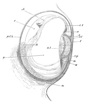 Illustration: Figure 289