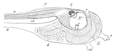 Illustration: Figure 296