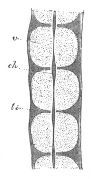 Illustration: Figure 321