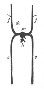 Illustration: Figure 369