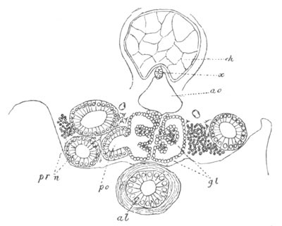 Illustration: Figure 395