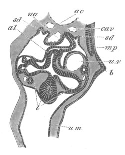 Illustration: Figure 421