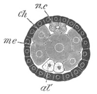 Illustration: Figure 423