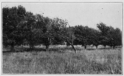 Dixon Orchard at Adobe Walls