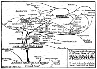 A Diagrammatic Summary of Current Ideas of the
RELATIONSHIP of HUMAN RACES

(It must be borne in mind that human races interbreed freely.)