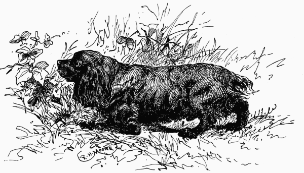 COCKER SPANIEL CH. "TED OBO" J. FARROW OWNER.