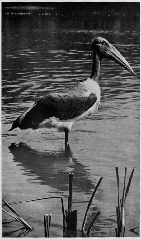 THE INDIAN ADJUTANT. (LEPTOPTILUS DUBIUS)