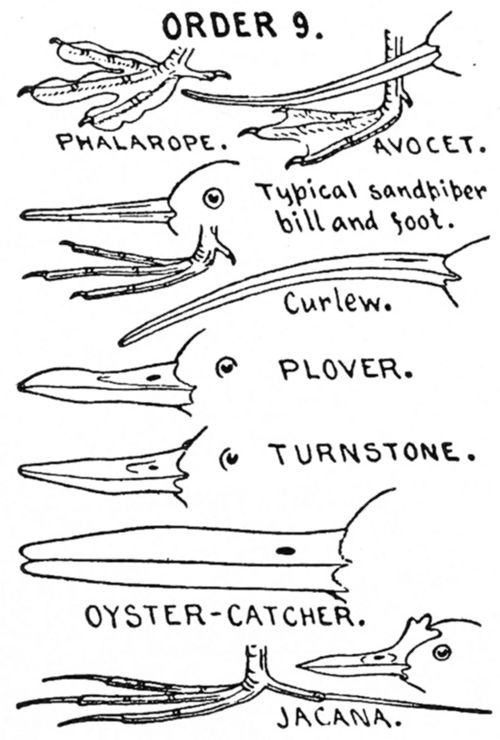 ORDER 9. SHORE BIRDS. Limicolæ.