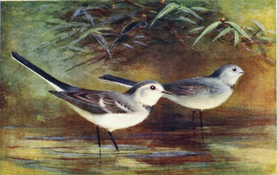 WHITE WAGTAIL