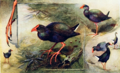 STUDIES OF GALLINULE